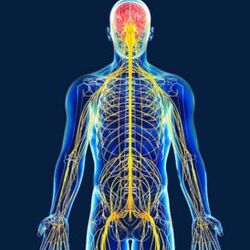 Công việc của một bác sĩ thần-kinh-cột-sống